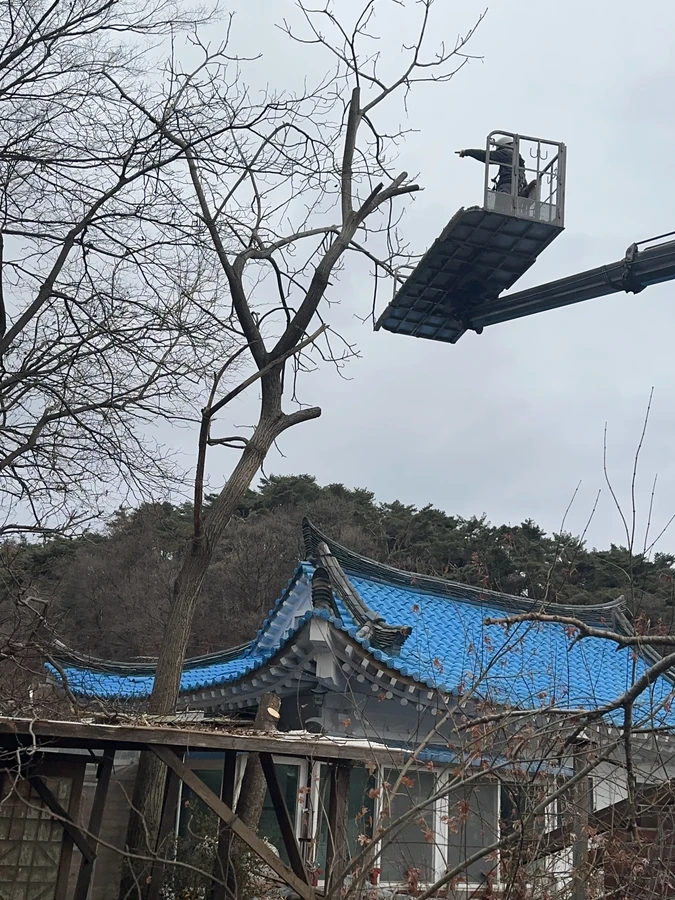 벌목,벌초