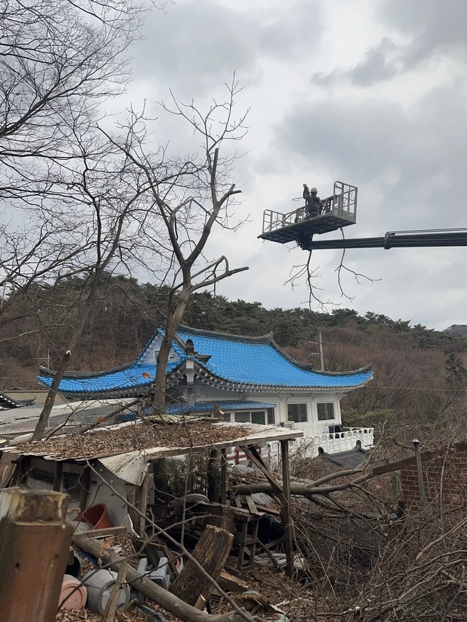 벌목,벌초
