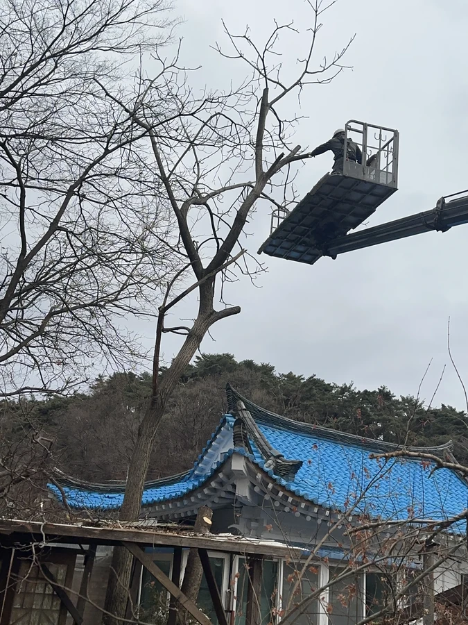 벌목,벌초