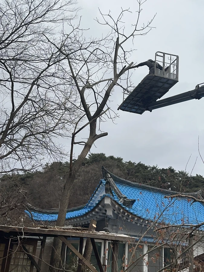 벌목,벌초