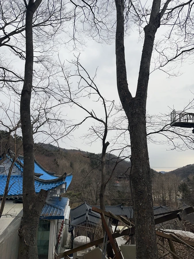 벌목,벌초