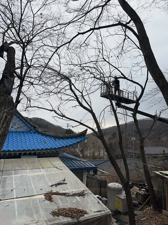 벌목,벌초