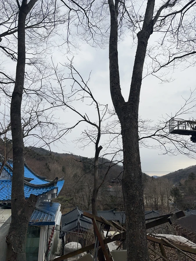 벌목,벌초