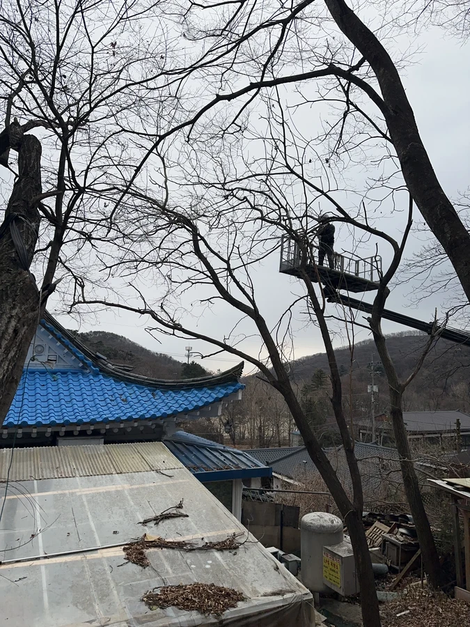 벌목,벌초
