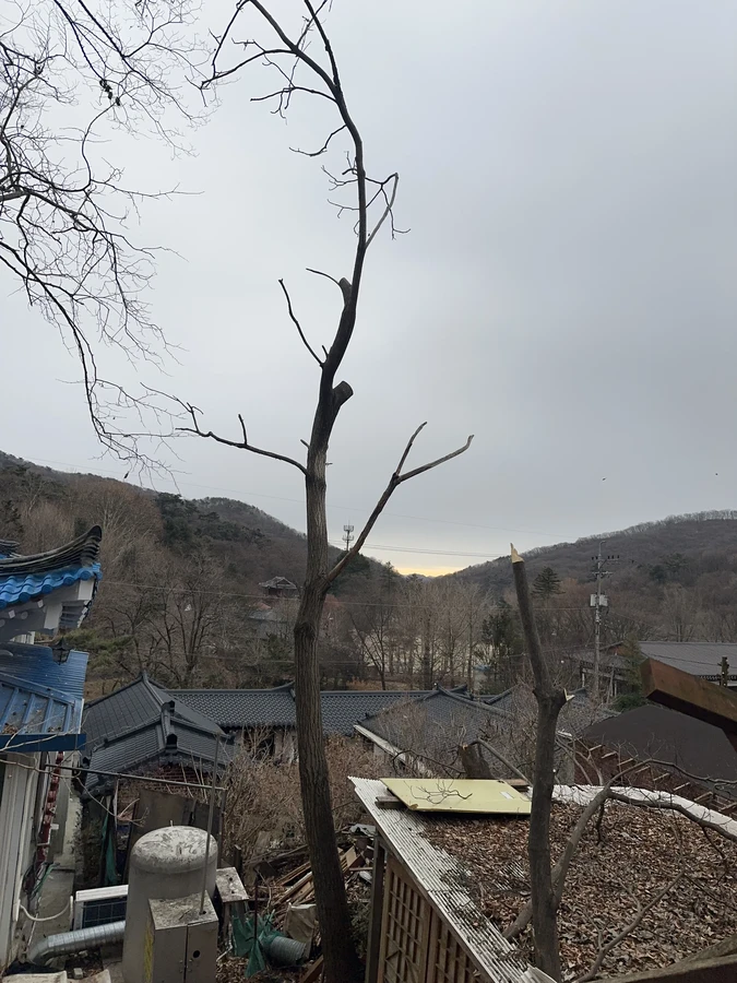 벌목,벌초