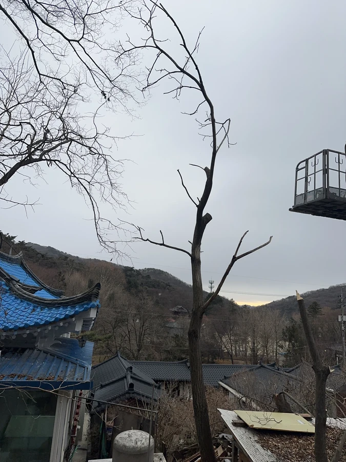벌목,벌초