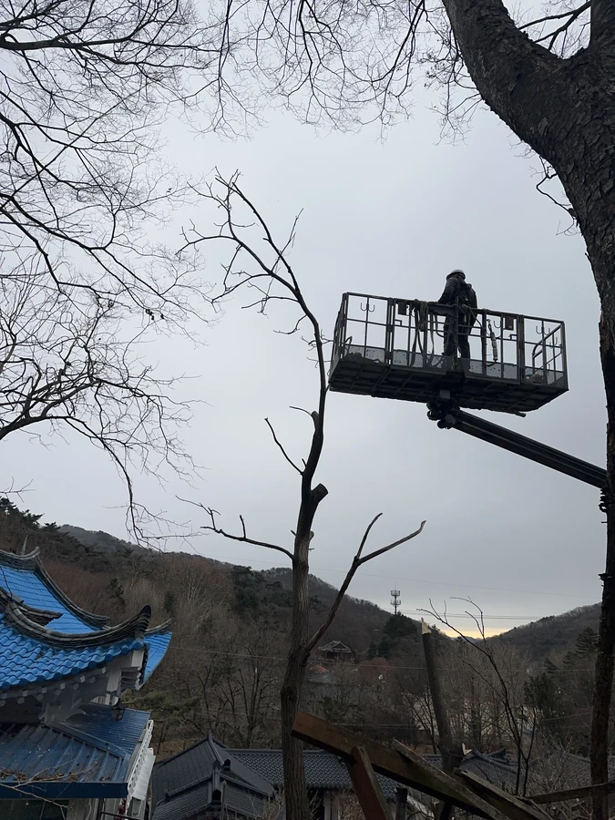 벌목,벌초