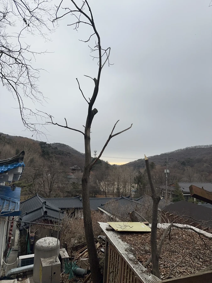 벌목,벌초