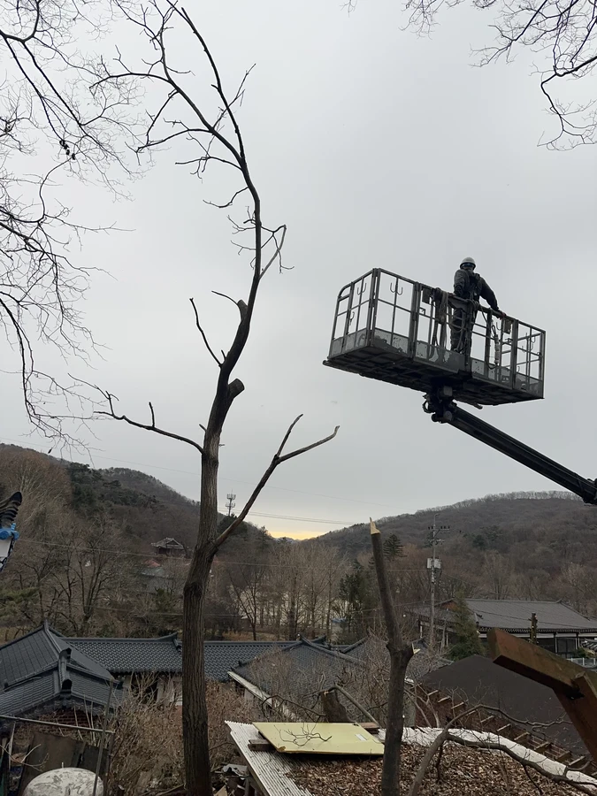 벌목,벌초