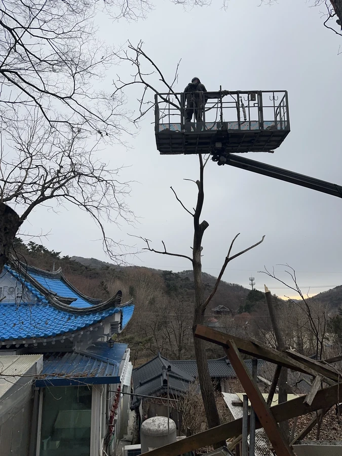 벌목,벌초