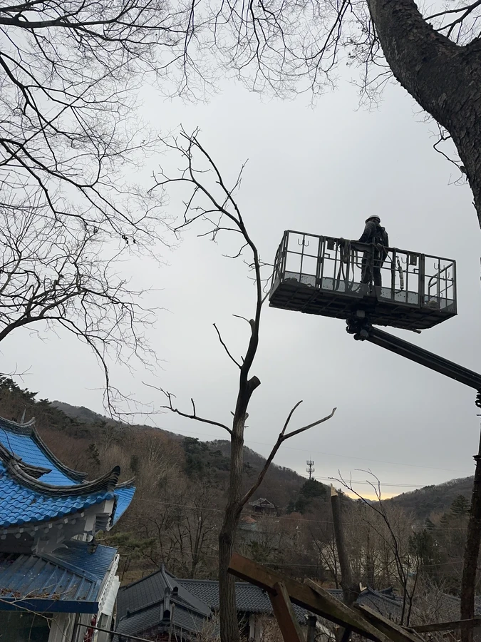 벌목,벌초