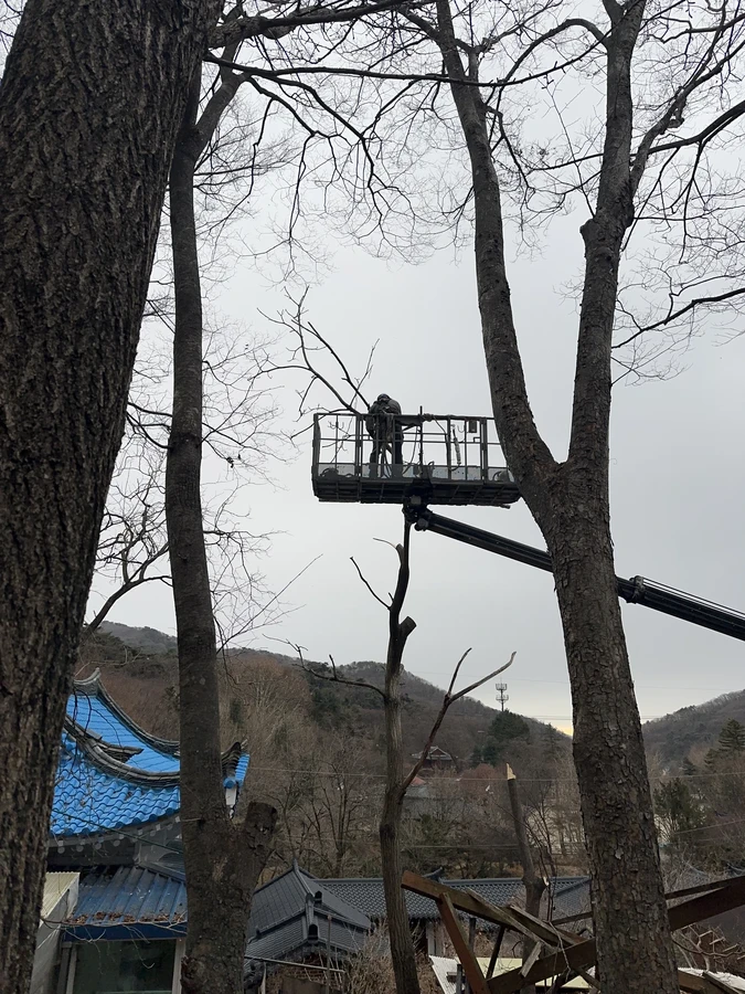 벌목,벌초