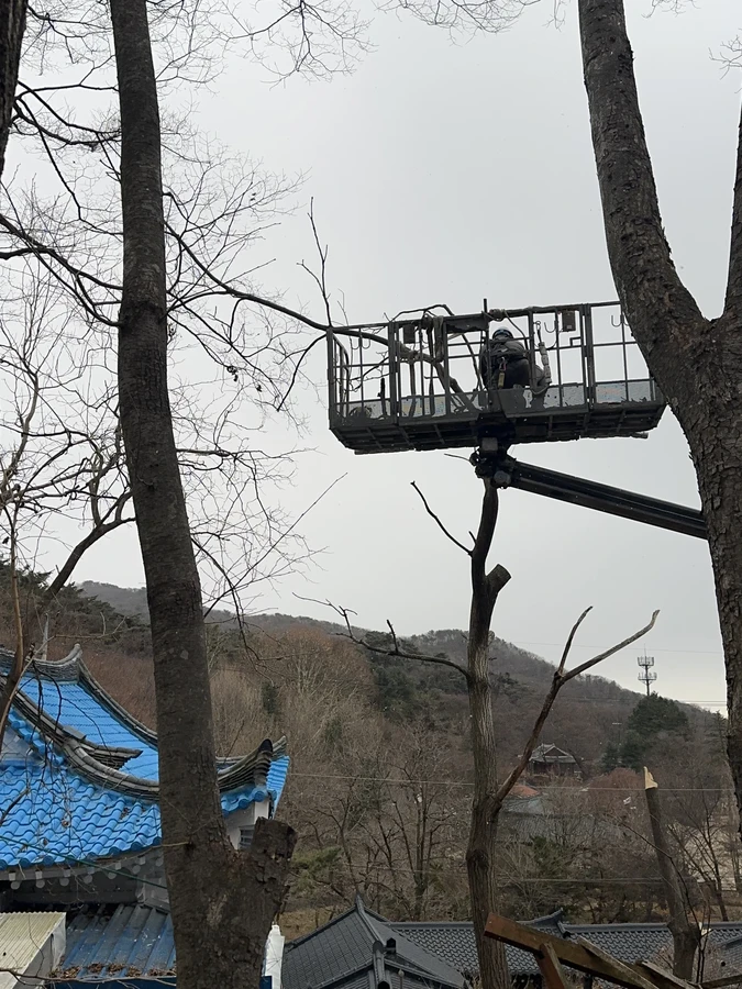 벌목,벌초