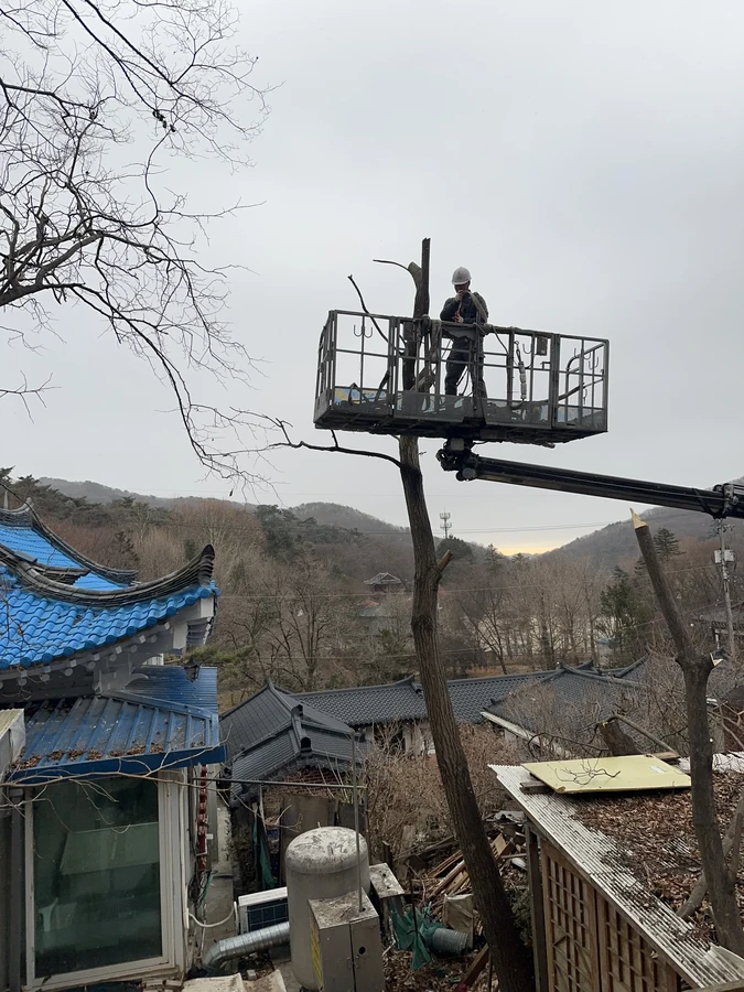 벌목,벌초