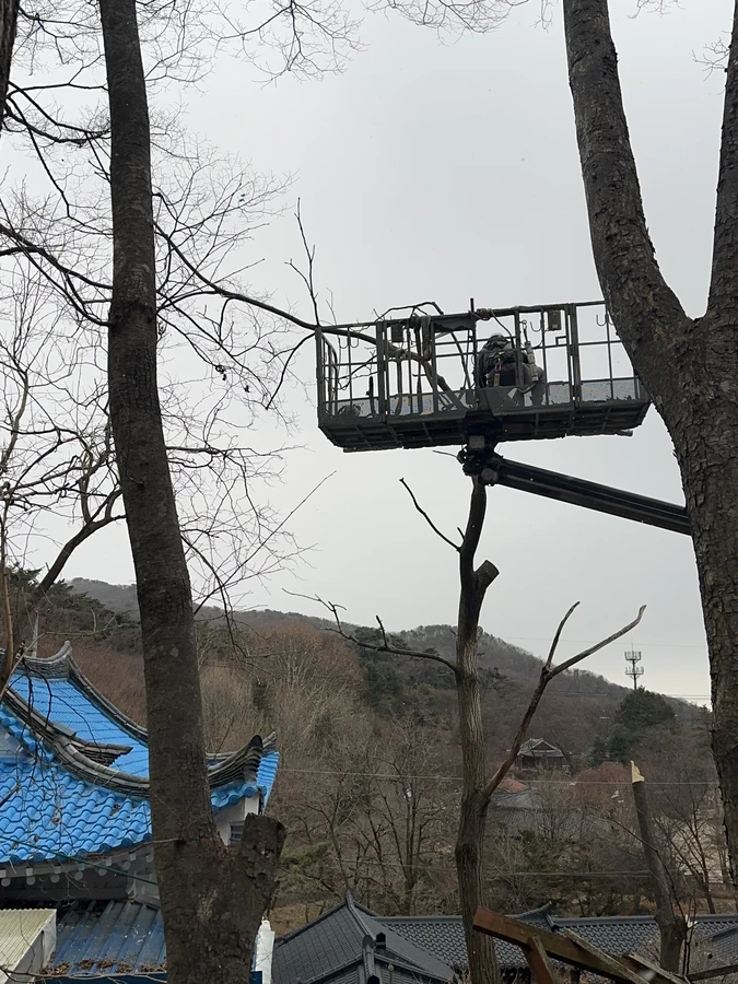 벌목,벌초