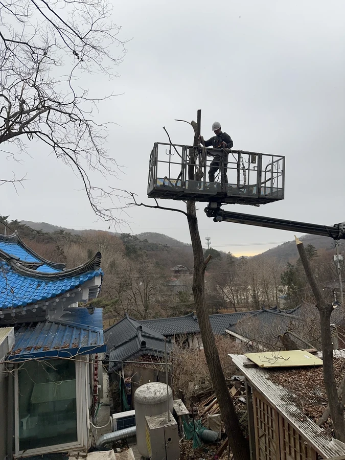 벌목,벌초