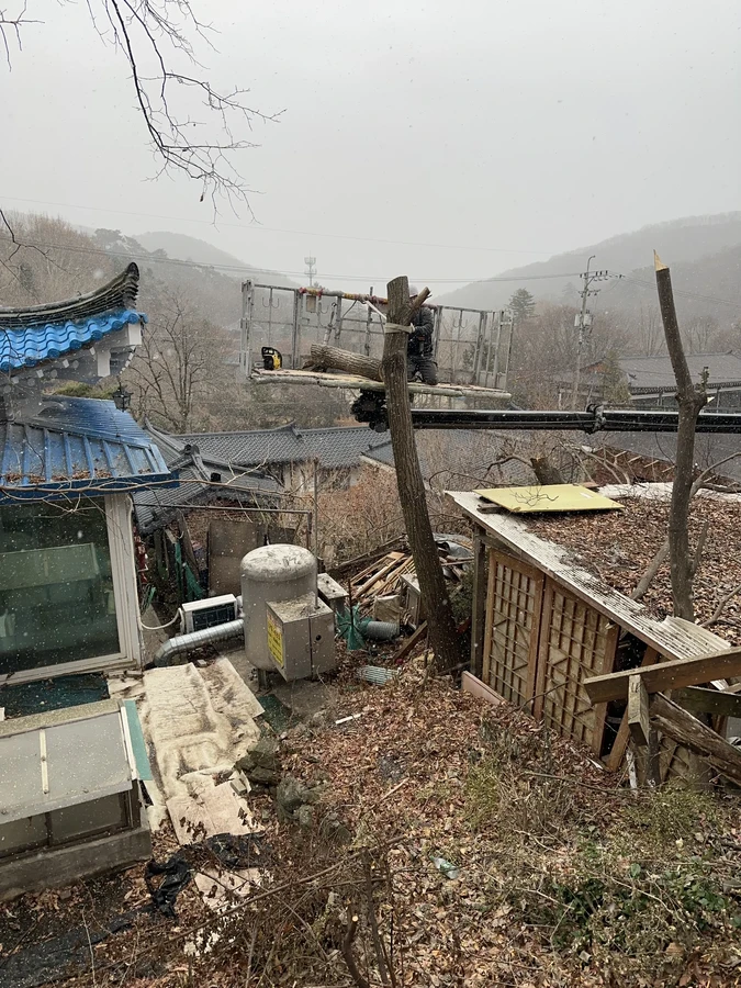 벌목,벌초