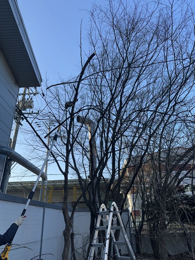 벌목,벌초