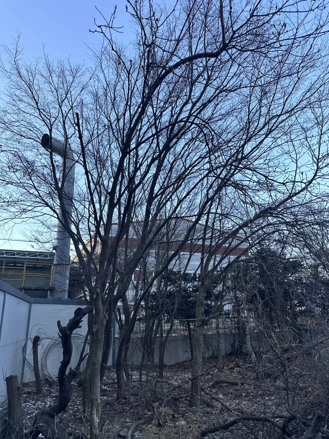 벌목,벌초