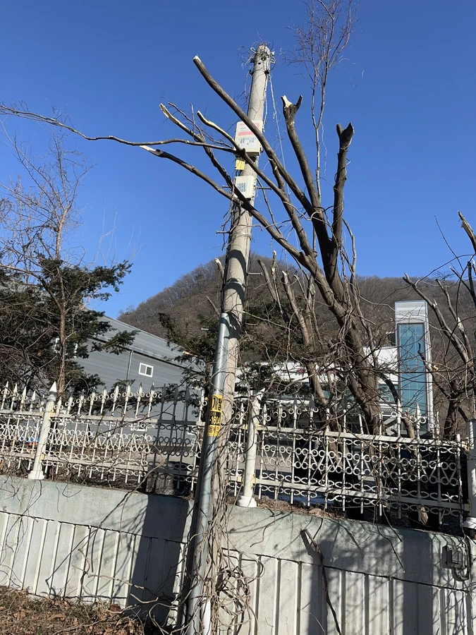벌목,벌초