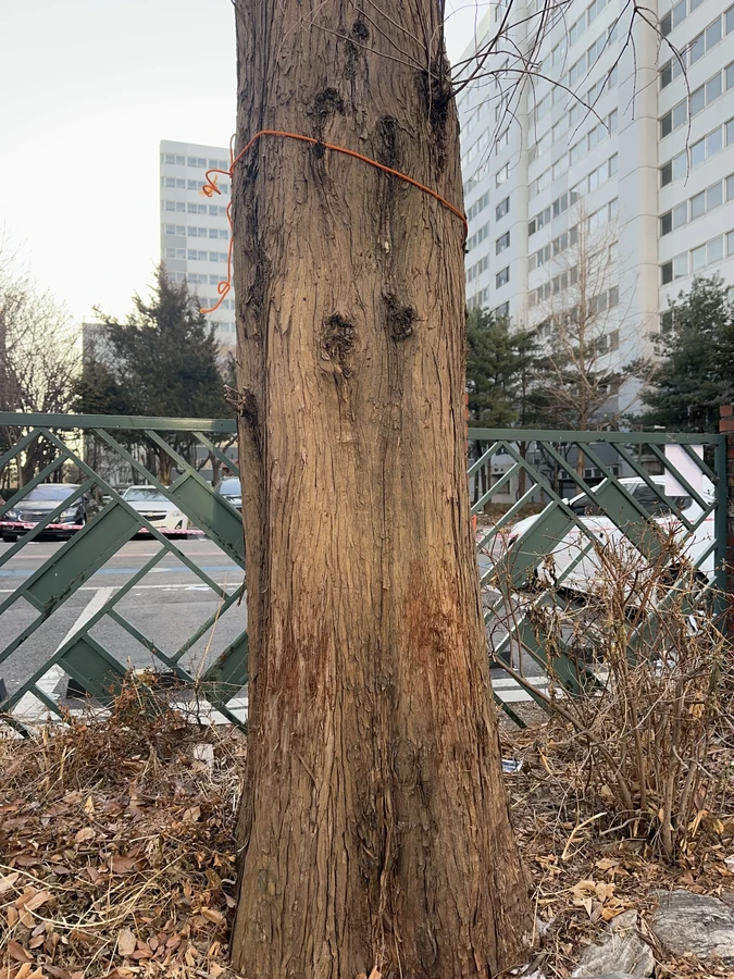벌목,벌초