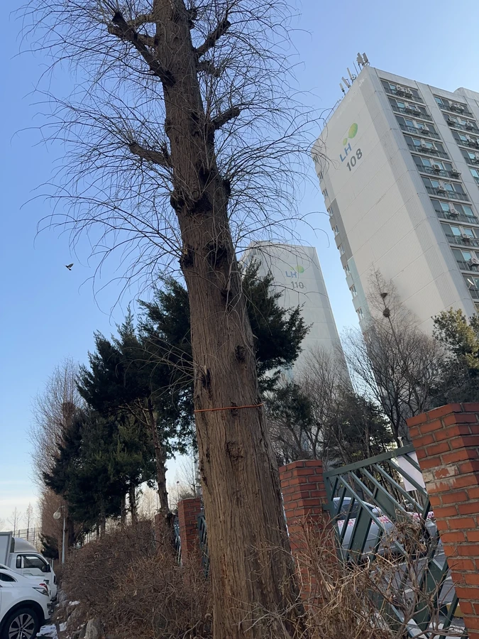 벌목,벌초