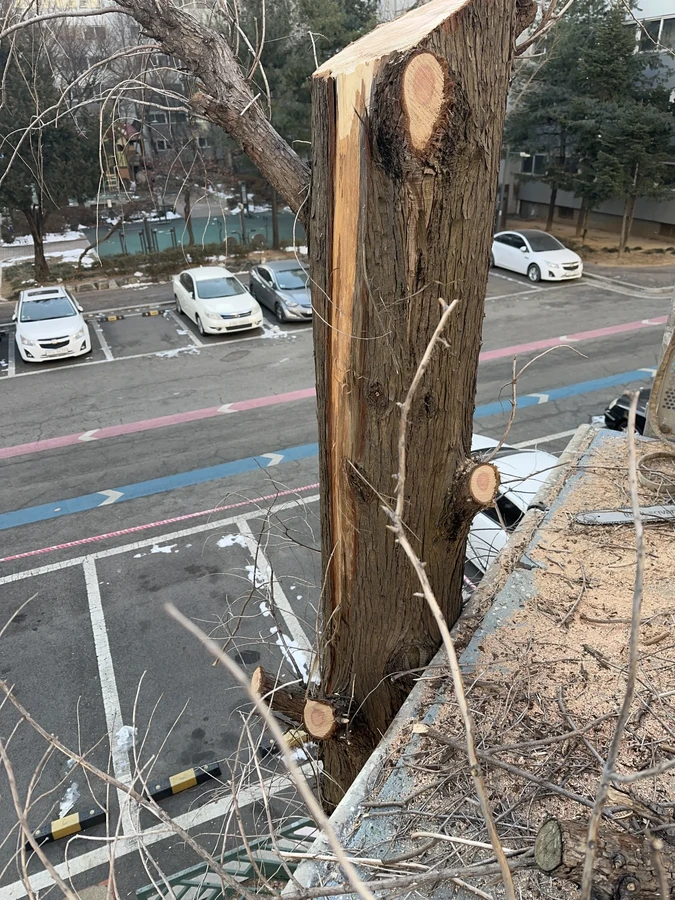 벌목,벌초