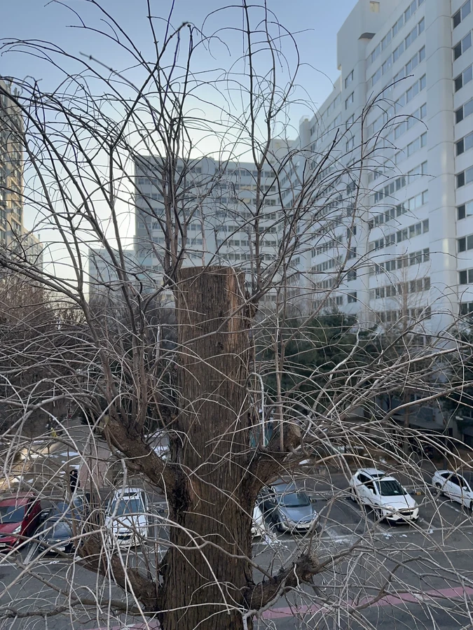 벌목,벌초