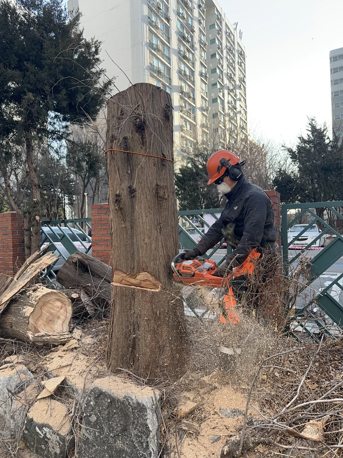 벌목,벌초