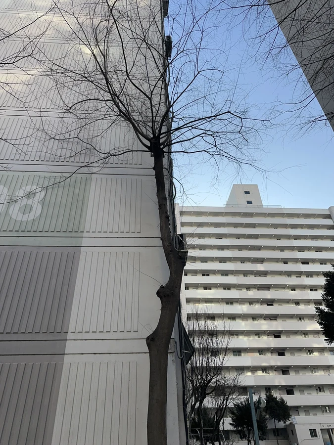 벌목,벌초