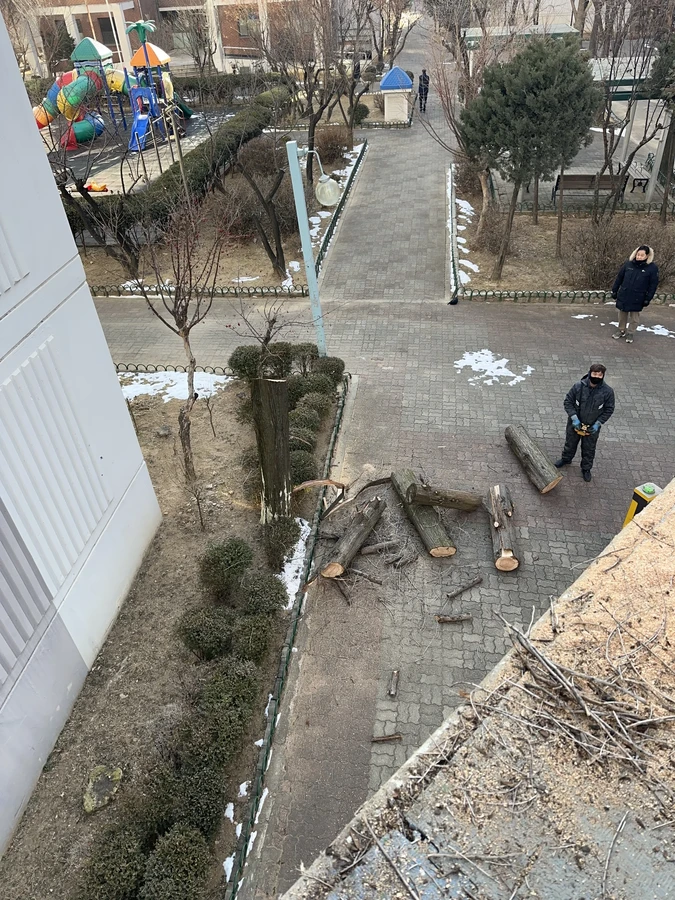 벌목,벌초