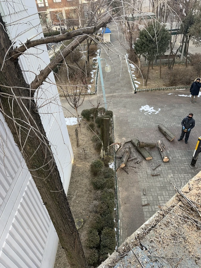 벌목,벌초