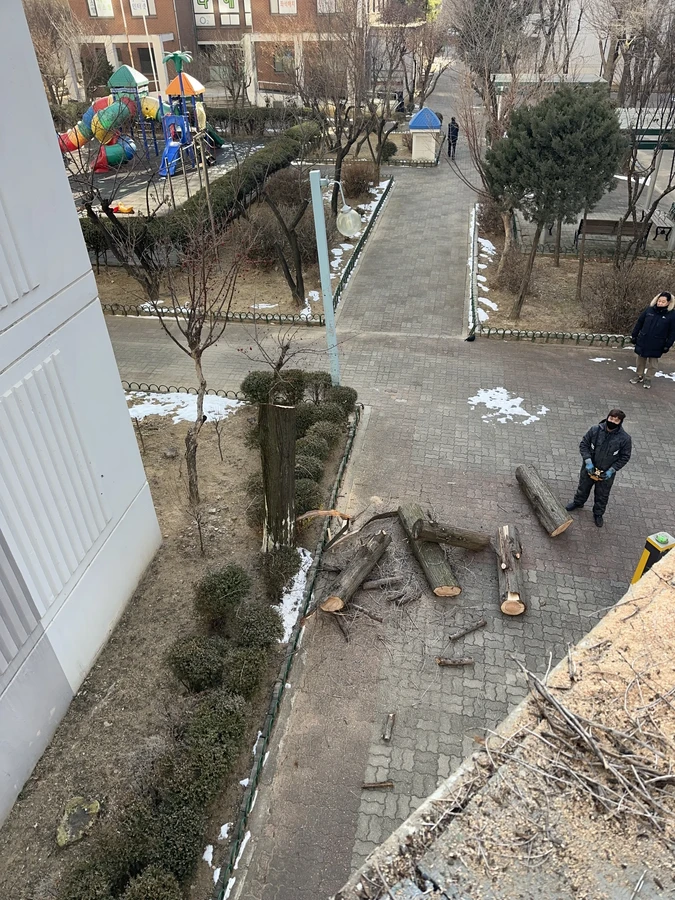 벌목,벌초
