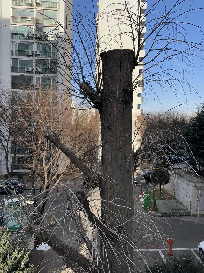 벌목,벌초