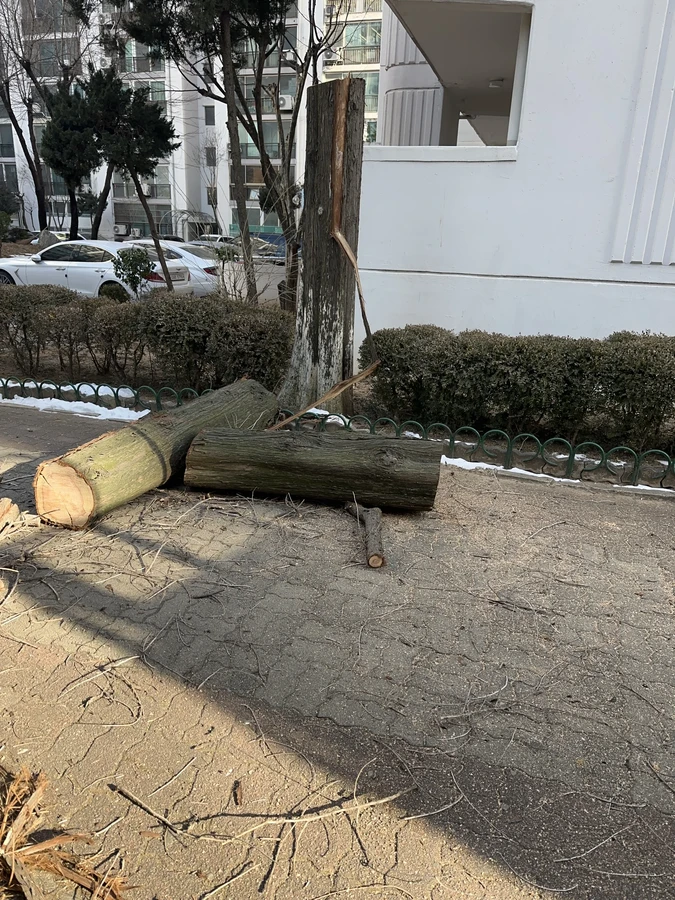 벌목,벌초