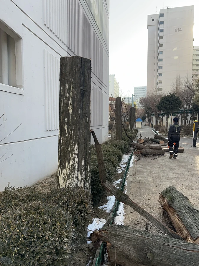 벌목,벌초