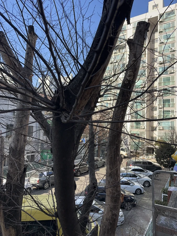 벌목,벌초