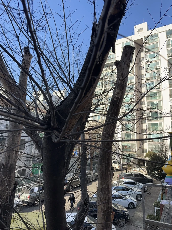 벌목,벌초