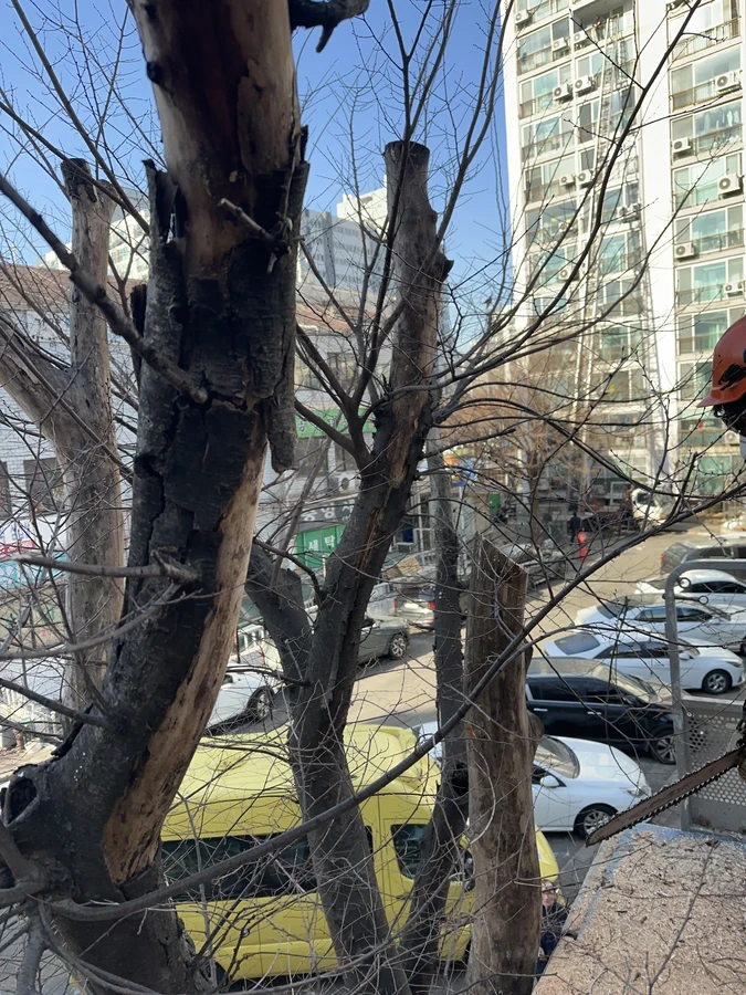 벌목,벌초