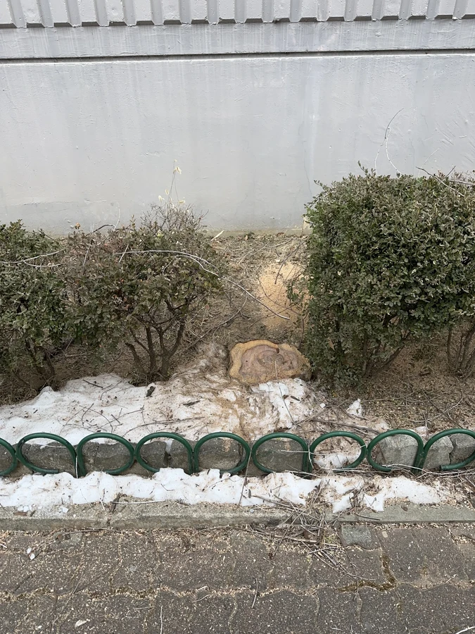벌목,벌초