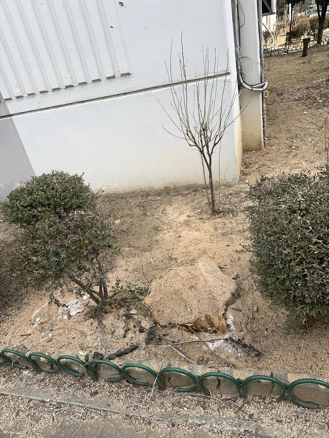 벌목,벌초