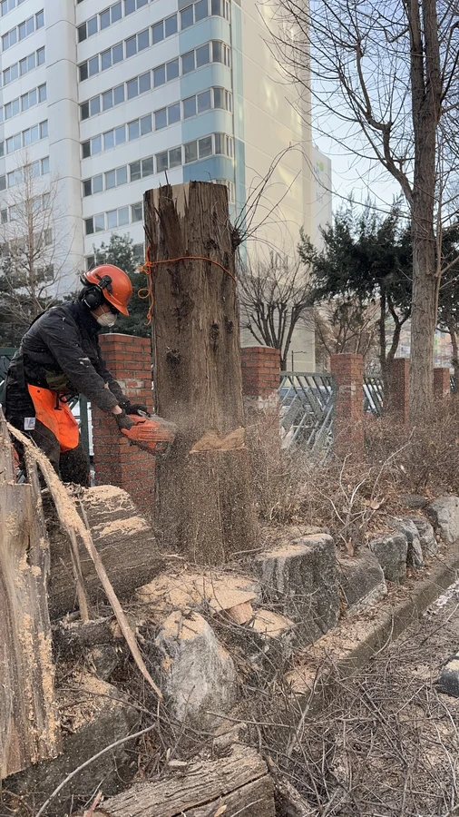 벌목,벌초