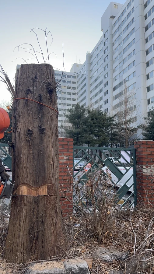벌목,벌초