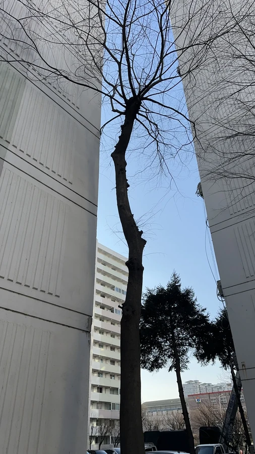 벌목,벌초