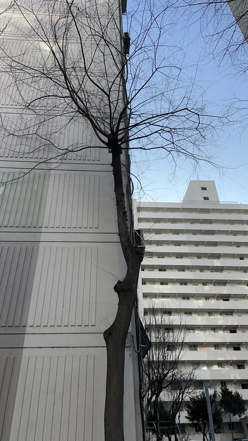 벌목,벌초