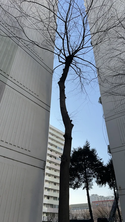 벌목,벌초