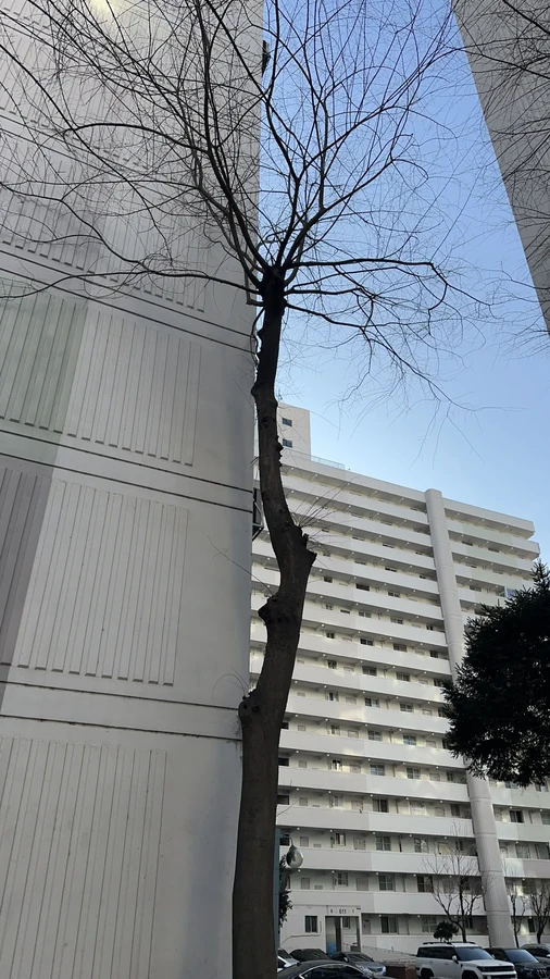 벌목,벌초