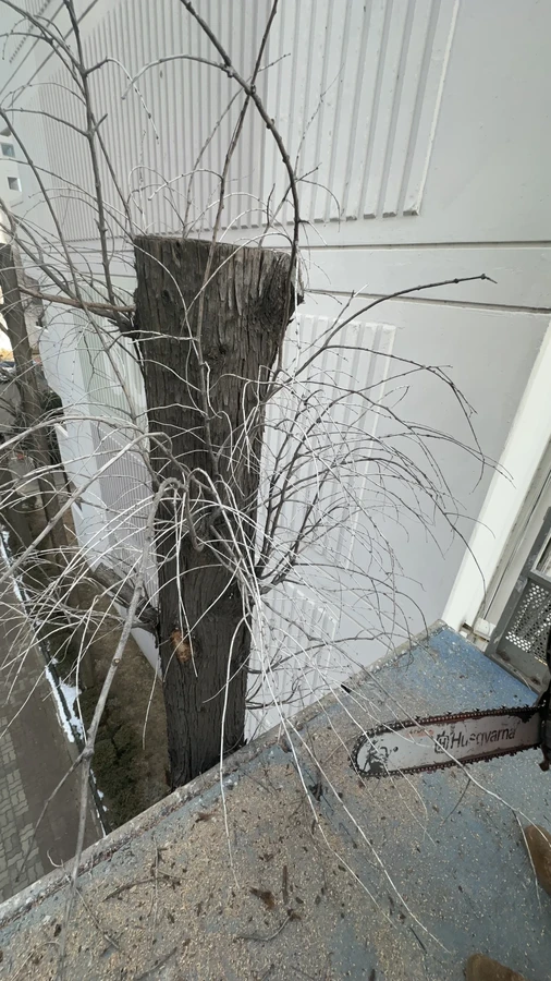 벌목,벌초