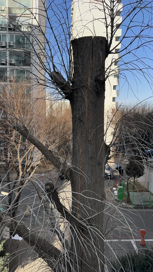 벌목,벌초