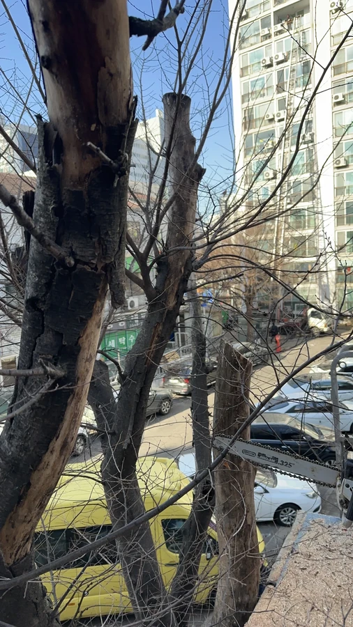 벌목,벌초